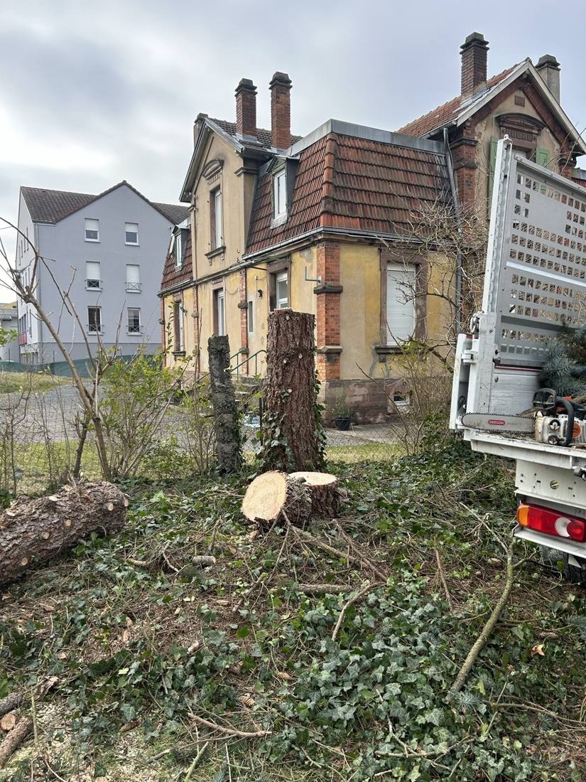 Tronc débité et souches après abattage devant une maison