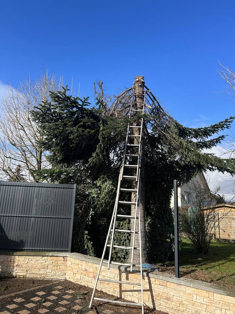Sapin en cours d’ébranchage depuis le haut, échelle contre le tronc