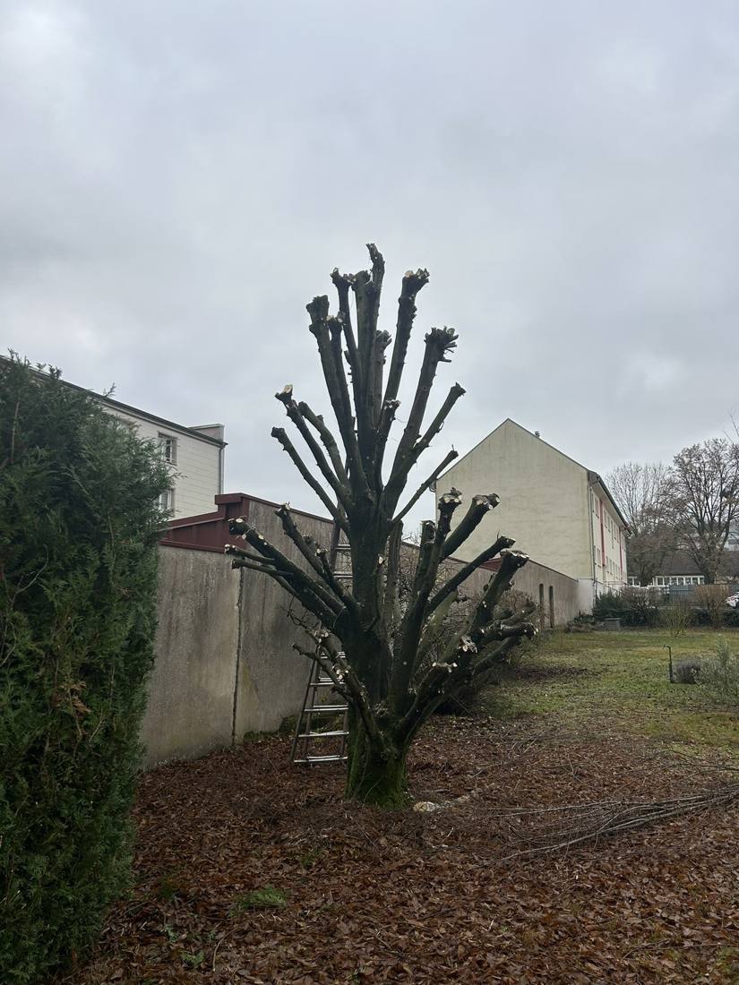 Arbre taillé en têtard dans un jardin