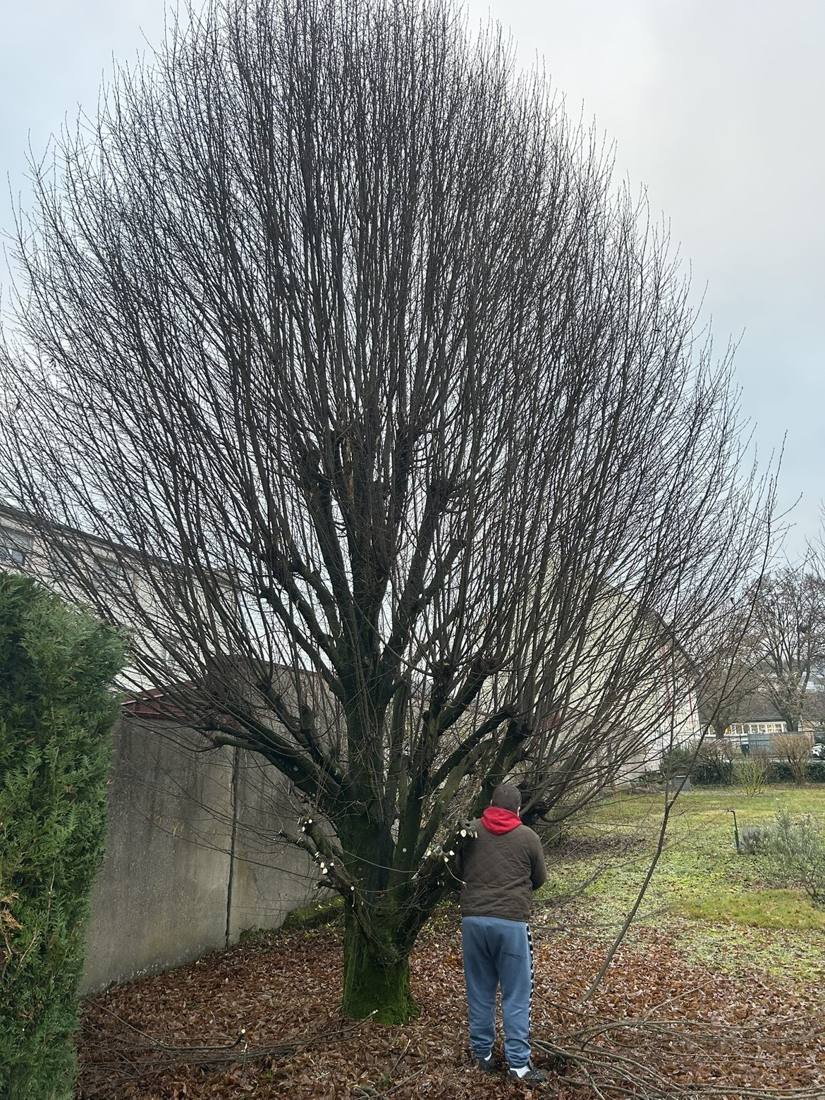 Grand arbre dans un jardin le long d'un mur avant intervention