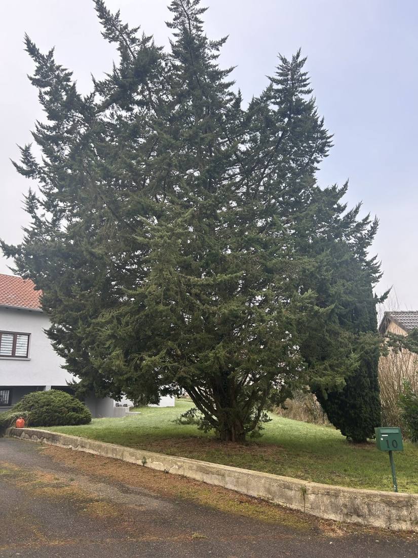Grand cyprès débordant sur la rue avant élagage