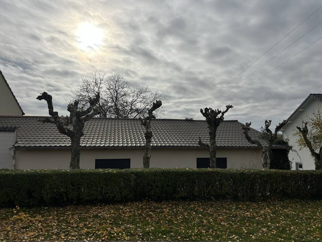 Alignement de platanes taillés en têtard devant une maison