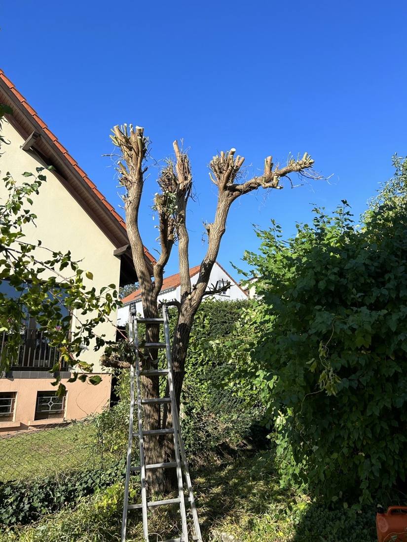Saule après élagage sévère, échelle encore en place