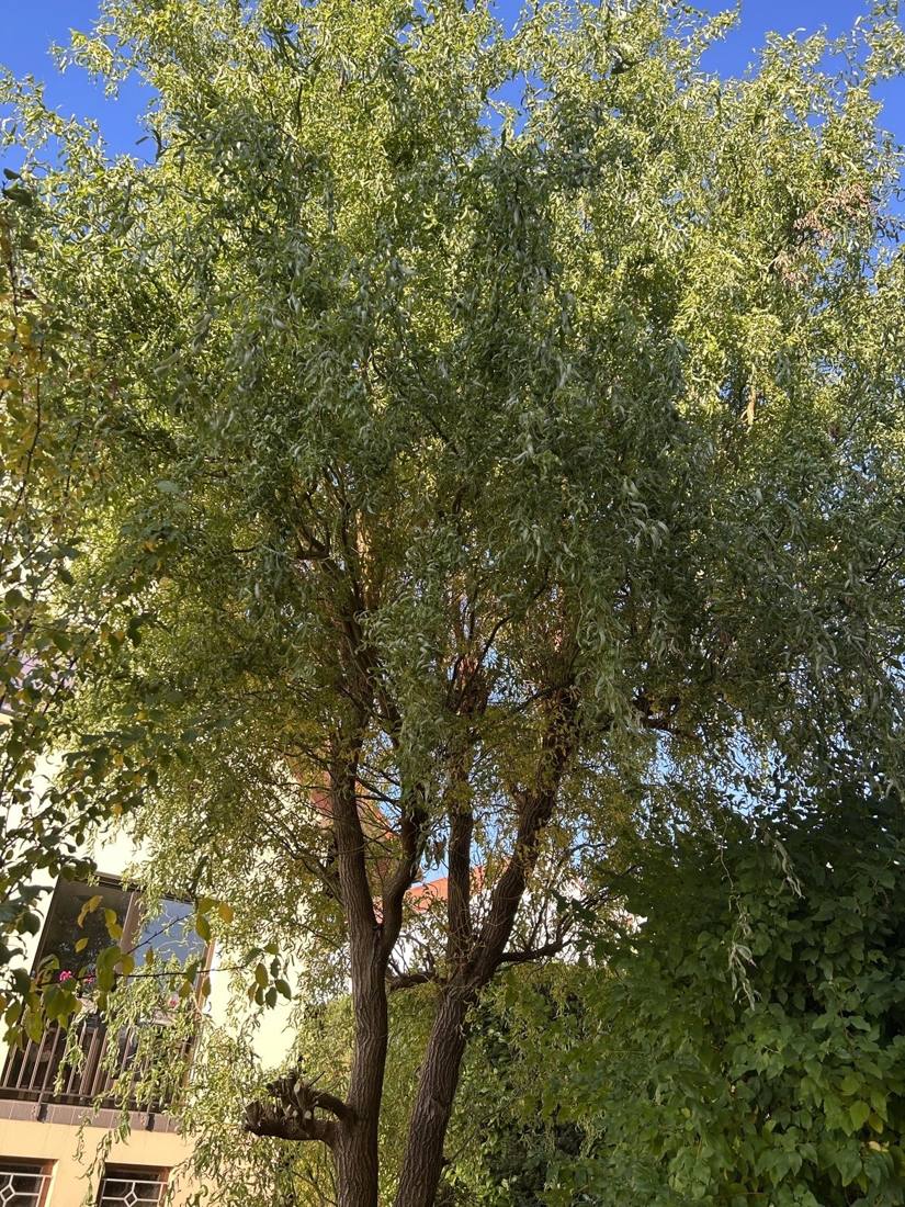 Saule au houppier très dense devant une maison avant élagage